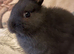 Pure bred, friendly Nethies (vaccinated)