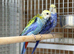 Rosella