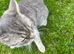 Cat for sale