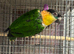 Black headed caique with cage.