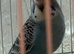 Young Budgies Splits of BFBW