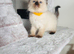 Beautiful Ragdoll Kittens Ready Now.
