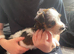 Beautiful jack Russel puppy for sale