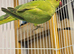 Ringnecks going cheap
