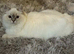 Ragdoll&rsquo;s
