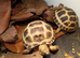 Horsfield tortoises now available for a new loving home