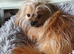 Adorable fluffy pomchi puppies for sale