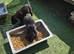 labrador pups kcreg