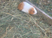 Sheltie male guinea pig