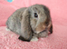 Selection of mini lop babies available