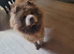 Beautiful lilac and Merle chow chow puppies