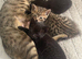 black bengal ready now