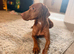 Lovely family, Dog looking for a Home