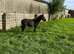 Susie - 3-Year-Old Dartmoor Mare For Sale