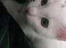 Playful cat