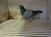 Racing pigeons