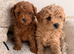 Beautiful Poochon Puppies
