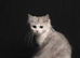 Chinchilla & BSH Mixbreed Kitten
