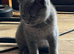 Boy kitten ready now
