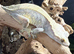 Young adult crested geckos