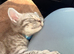 Kitten for sale