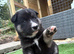 Shepsky Pups