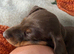 Miniature dachshund