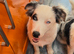 Border collie- Blue Merle