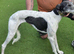 Beddy greyhound bitch
