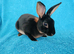 Mini rex for sale