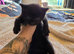 3 kittens looking for forever homes