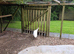 Mature white female peahen
