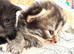 Beautiful Kittens looking for loving homes