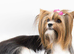 Four Exceptional Colourful Yorkshire Terrier Girls