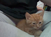 2 mixed bread kittens