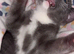 Russian blue cross