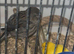 Border canary’s