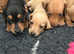 Miniature dachshund puppies