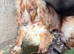 Last 2 show cocker spaniels looking 4 forever home