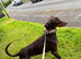 Adult Doberman