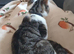 20 week old kitten for sale