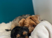 Yorkshire terrier for sale