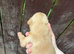4 fox red labrador puppies