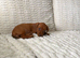 Miniature Dachshund