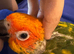 Selling baby handreared sun conures