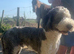 Chad.Wonderful 2 year old Sheepadoodle Seeking New Bestie.