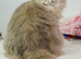For Adoption: Beautiful British Longhair Male – Classic Tabby