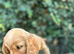 Ready to leave Show type, cocker, spaniel puppies