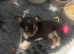 Chihuahua puppy (READY NOW)