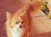 Papillon